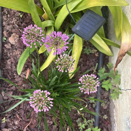 View Camelias House By Sixtyfive Boutique