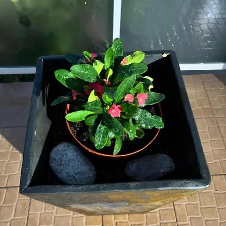 度假居 View Camelias House By Sixtyfive Boutique