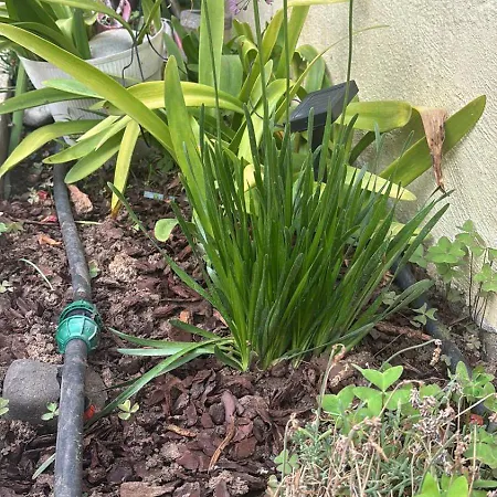 View Camelias House By Sixtyfive Boutique 埃里塞拉