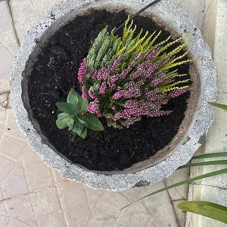 View Camelias House By Sixtyfive Boutique