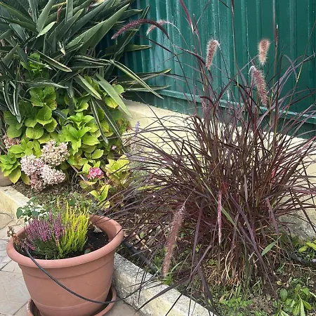 Feriehus View Camelias House By Sixtyfive Boutique Ericeira